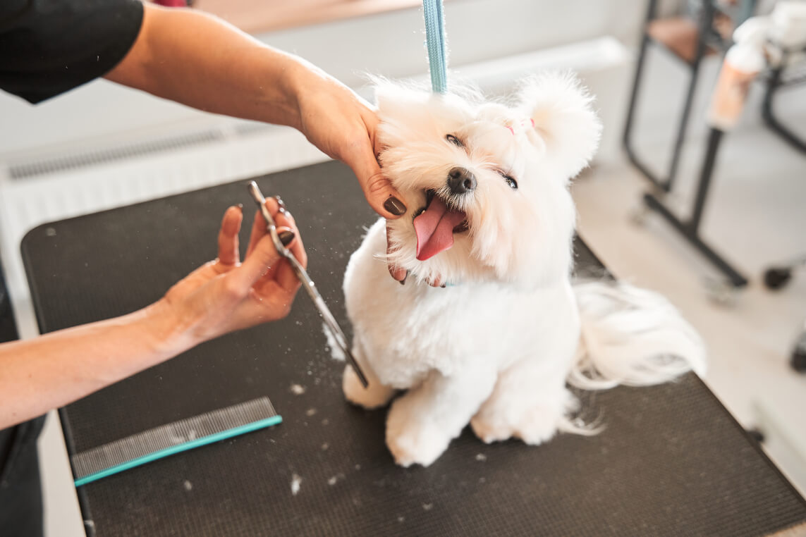 Dog Hotel and Spa