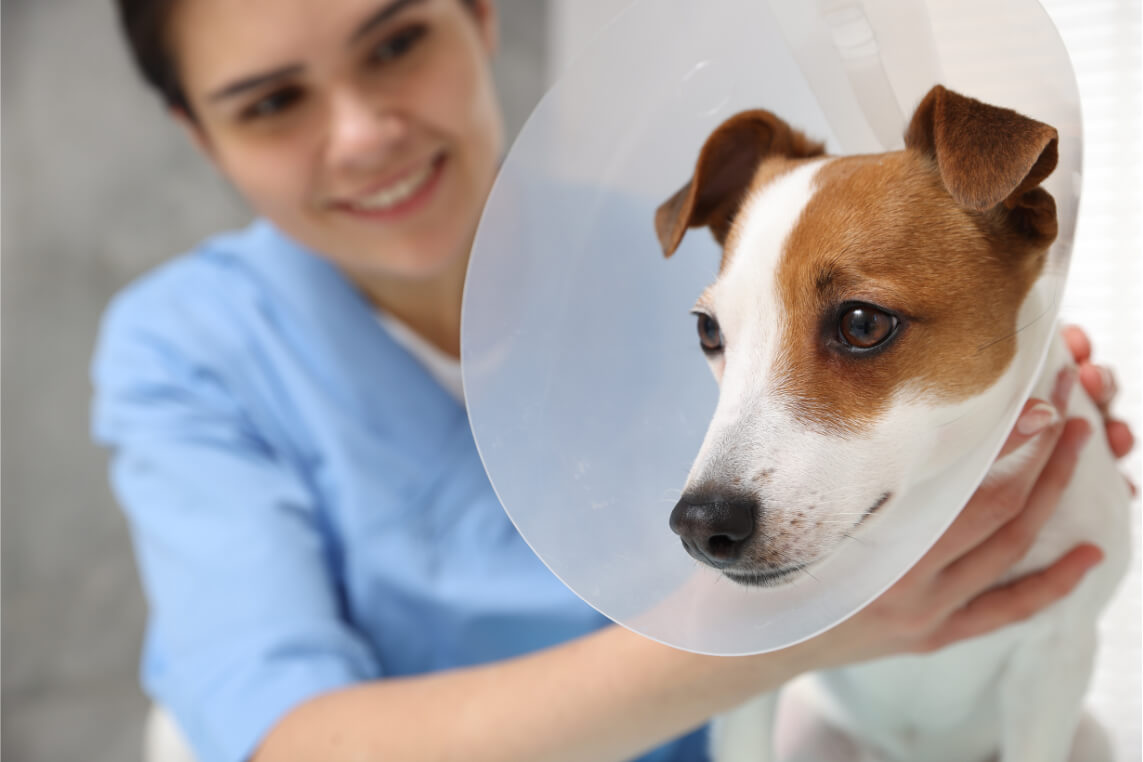 Skilled Veterinary Surgery