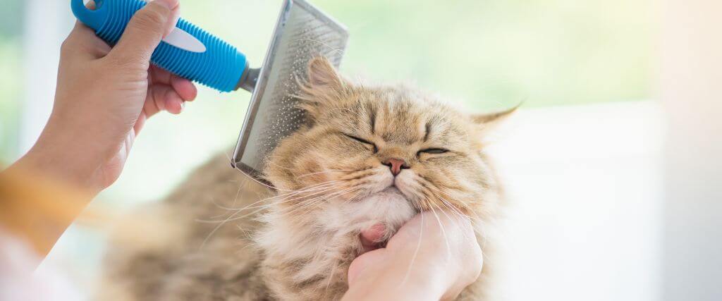 5 Cat Grooming Tips for New Owners