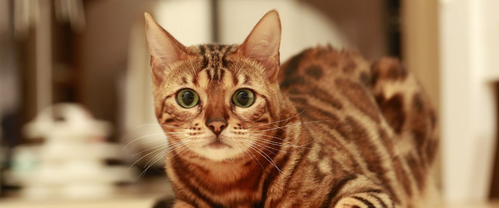 A Cat Owner's Guide to Spaying & Neutering