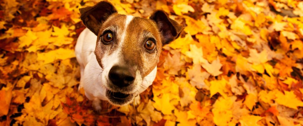 Dog sitting in pile of orange and yellow leaves during the fall months