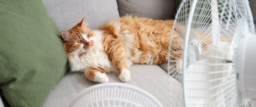 Can Cats Get Heatstroke Indoors?