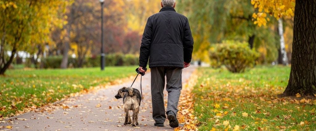 Can Cooler Weather Make Arthritis Worse in Dogs and Cats?