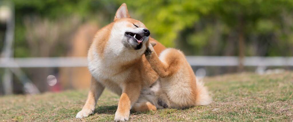 Can Dry Air Cause Skin Problems in Dogs and Cats?