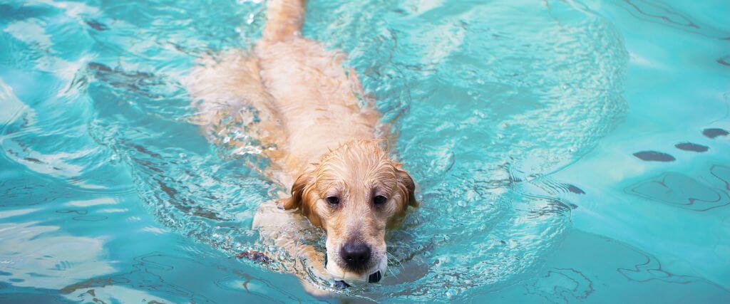 Dealing With a Sprained Dog Tail? Here’s Everything You Should Know About Swimmer’s Tail