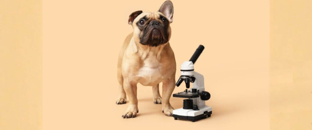 Does My Dog or Cat Really Need Bloodwork? Understanding Lab Tests for Dogs and Cats
