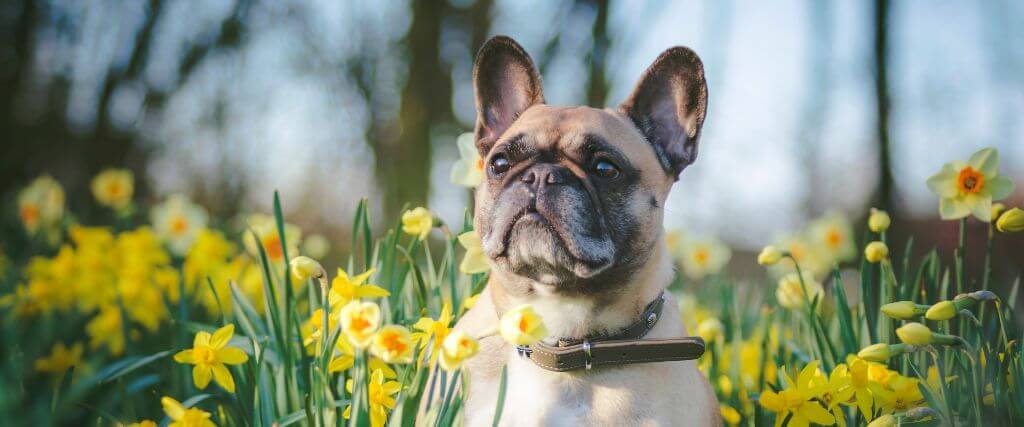 Was Your Dog Stung by a Bee or Cat Stung by a Wasp? Here's What to Do & How to Know When It’s an Emergency
