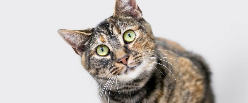 Establishing Truths Regarding Feline Heartworm Disease