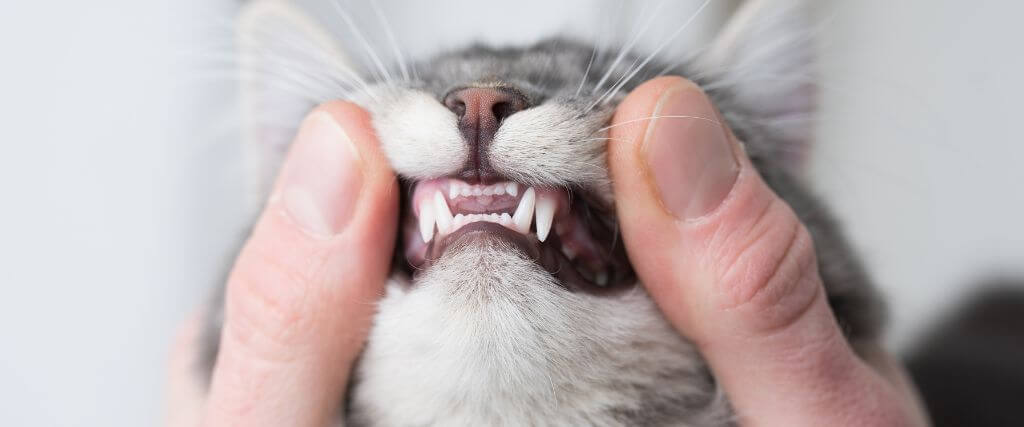 Feline Tooth Resorption: The Painful Dental Disease Owners Can’t See