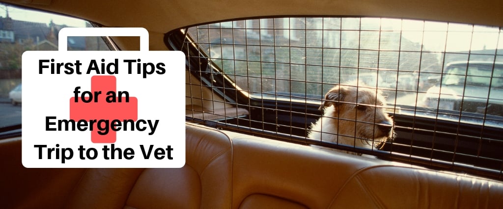 Photo of a dog in the back of a car