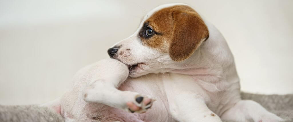 Hot Spots vs. Ringworm vs. Bug Bites: What’s on My Dog’s Skin?