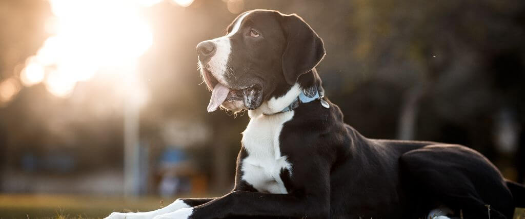 How Laparoscopic Gastropexy Prevents Bloat: What Every Dog Owner Should Know
