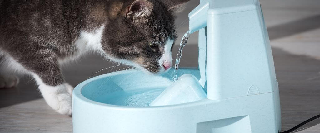 How to Keep Your Cat Hydrated