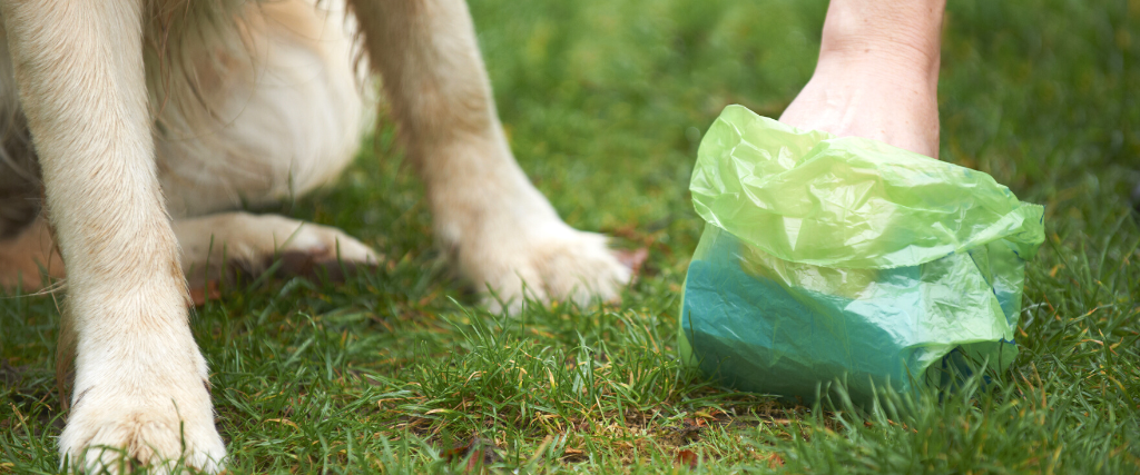 Oh, Poo! Why It’s Essential to Immediately Clean Up After Your Pet 