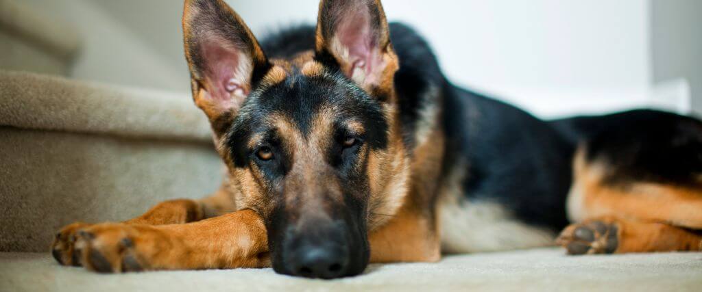 German shepherd dog resting on stairs