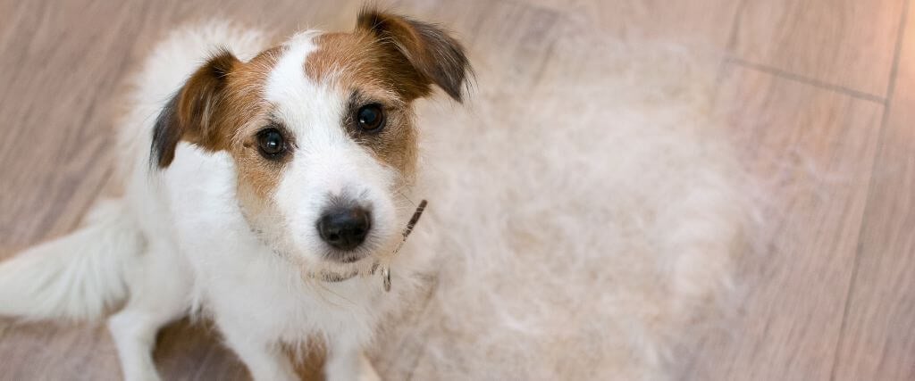 Managing Pet Shedding and Household Allergens 