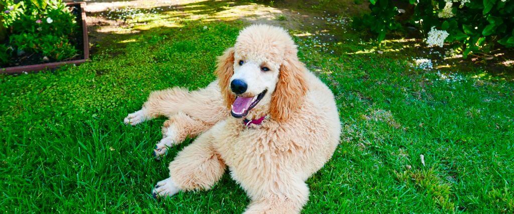 OFA Testing & Certification for Dogs: How It Leads to Healthier Dogs and Better Breeding