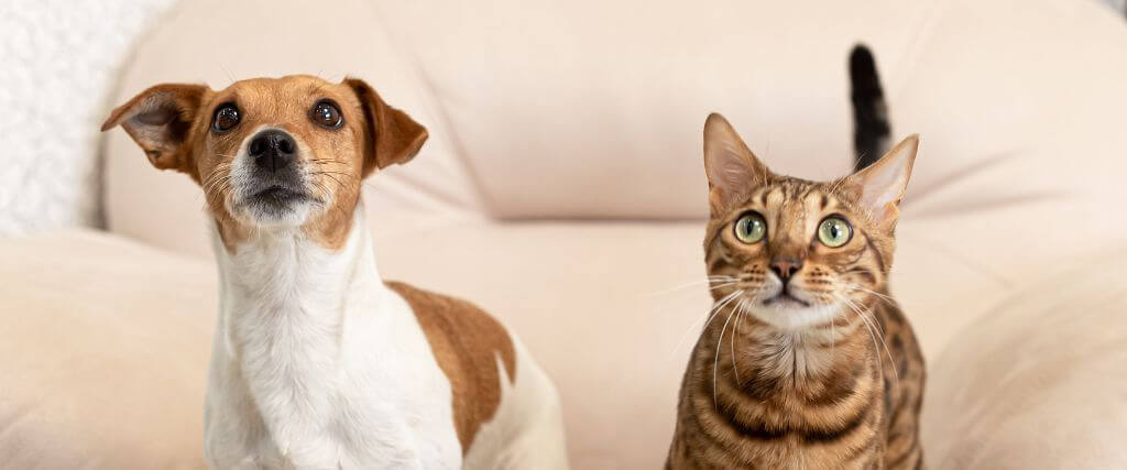 Dog and cat sitting together on couch