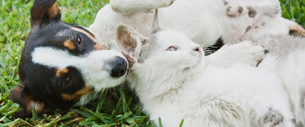 Healthy dog and cat on grass.