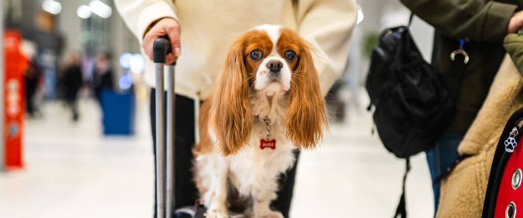 Should You Sedate a Pet for Travel?