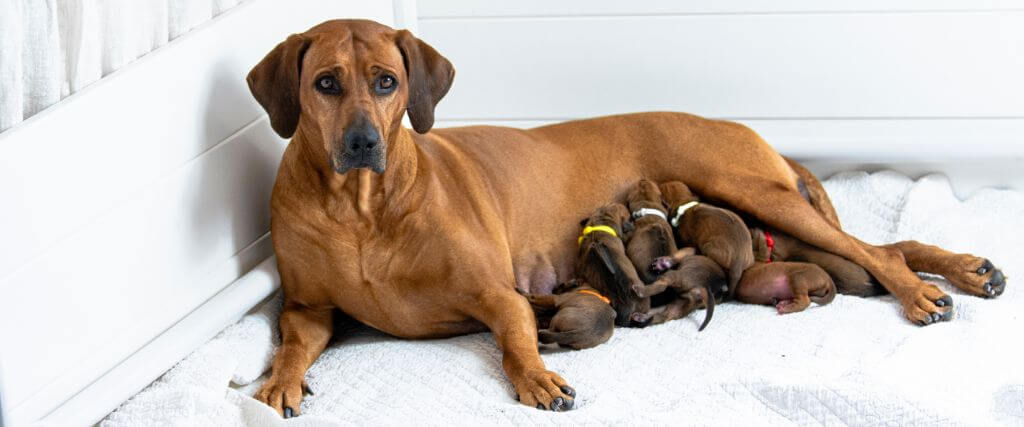 Signs Your Pet May Be Having Trouble Giving Birth 