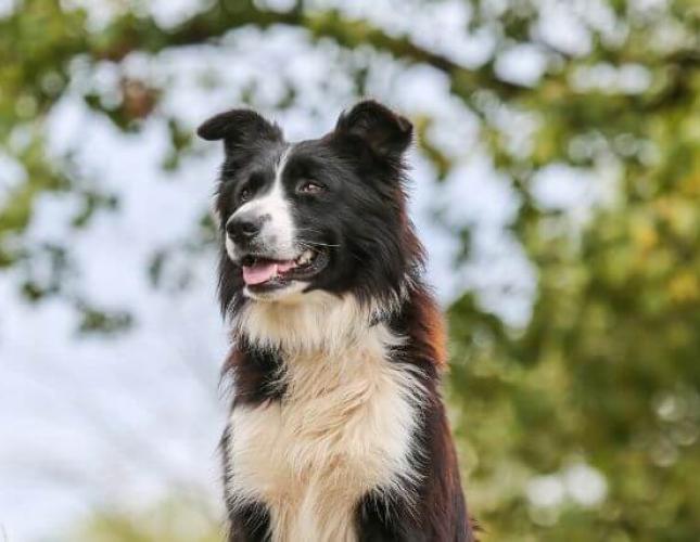 Can Dogs Have Asthma?