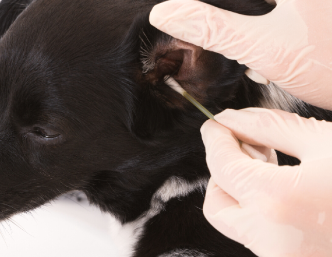 5 Tips & Tricks for Cleaning Your Dog's Ears at Home
