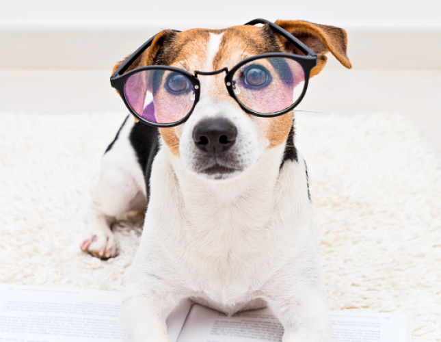 Help Your Pet With "The Back to School Blues"