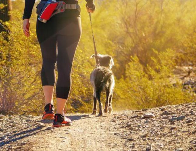 Everything You Need to Know About Dog Rattlesnake Bites & How Your Veterinarian Will Treat Them