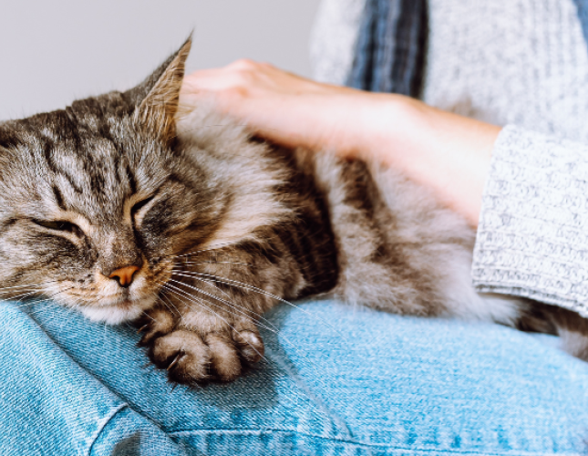 Heartworm in Cats: Why You Shouldn't Wait Until There Are Symptoms