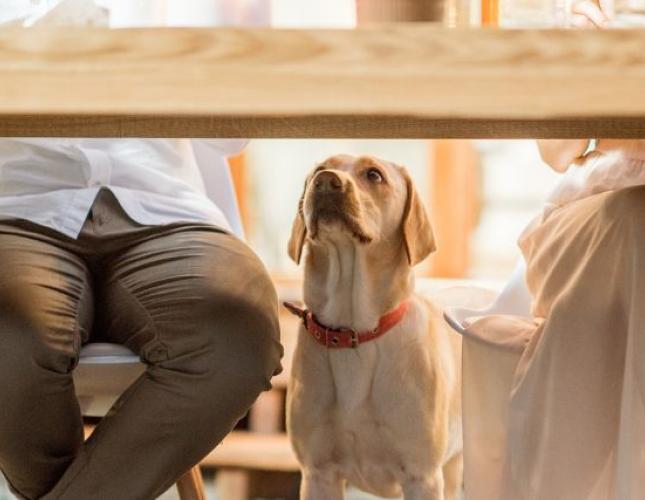 Paws & Pies: Tips for a Pet-Safe Thanksgiving Celebration