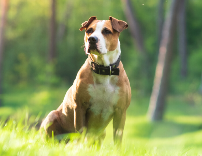 May Day for Mutts: 7 Ways to Celebrate Your Dog