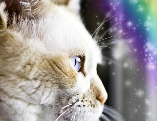 Rainbow Bridge: What to Know About Euthanasia