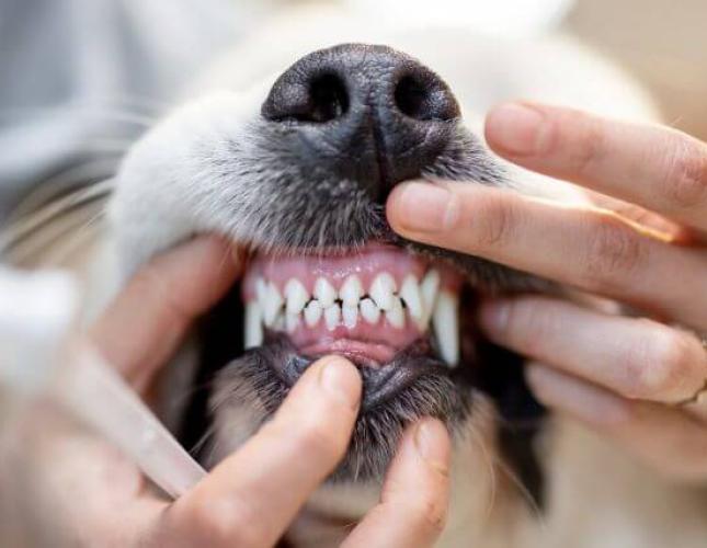 The Ultimate Dog Dental Guide: Nurturing Your Canine's Canines