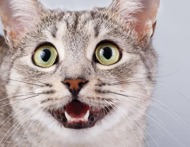 9 Aspects of Cat Preventive Care That Every Owner Should Know