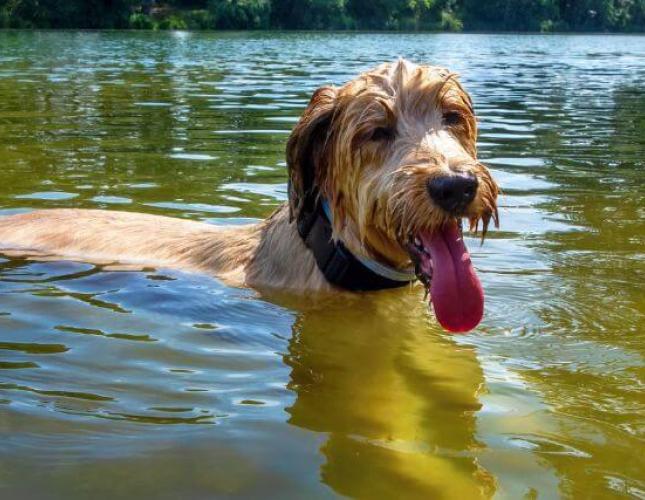 What Every Owner Should Know About Giardia in Dogs