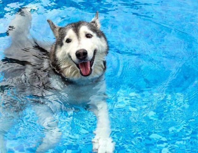 What You Need to Know About a Summer Cut for Dogs Before You Pick Up Those Clippers