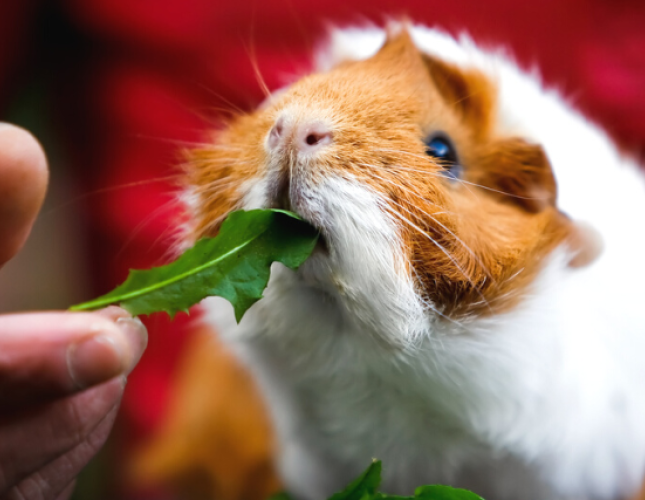 Why Guinea Pigs Make Great Pets