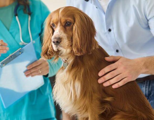 5 Reasons to Schedule Regular Veterinary Checkups