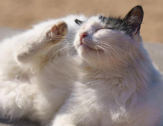 Yes! Cats Need Flea and Tick Prevention and Treatments, Too!