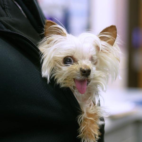Preventative Care at Park Animal Hospital