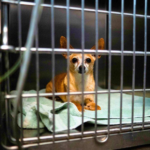 Boarding at Park Animal Hospital