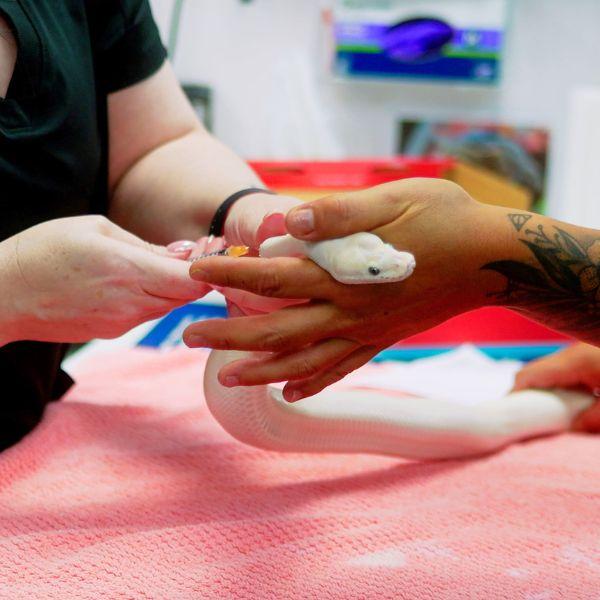Exotic Services at Park Animal Hospital