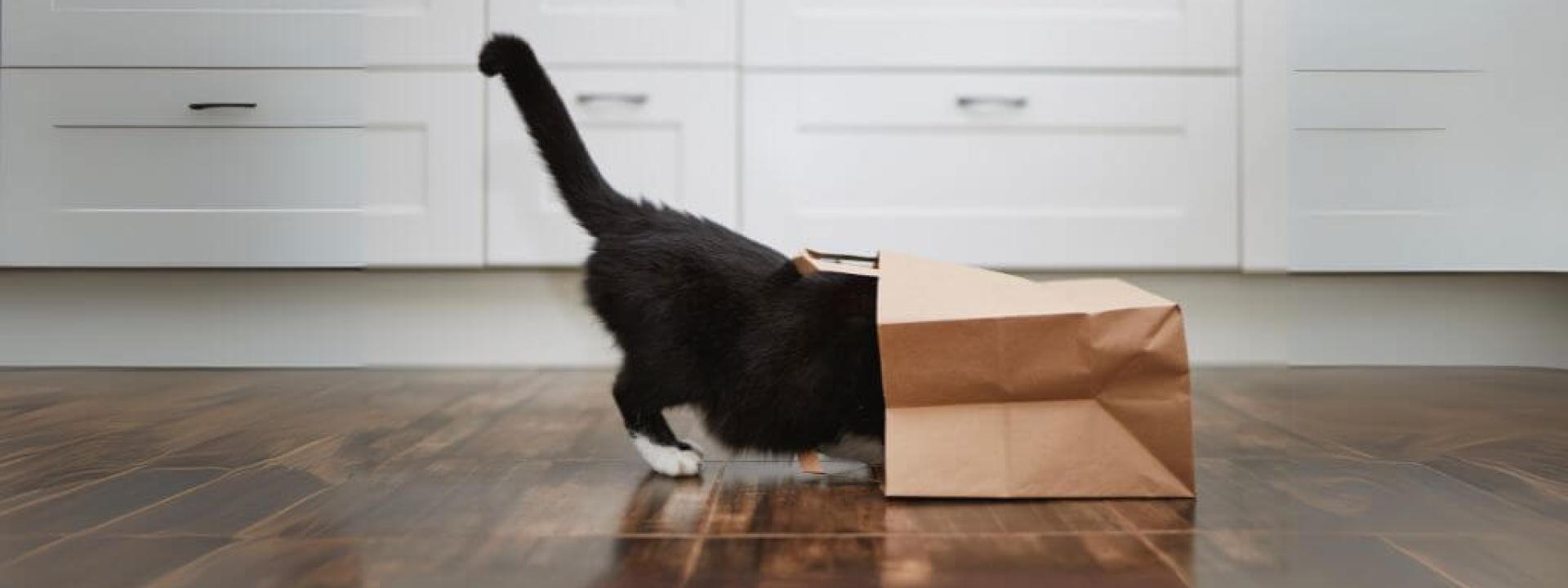 Black and white cat climbing into paper bag