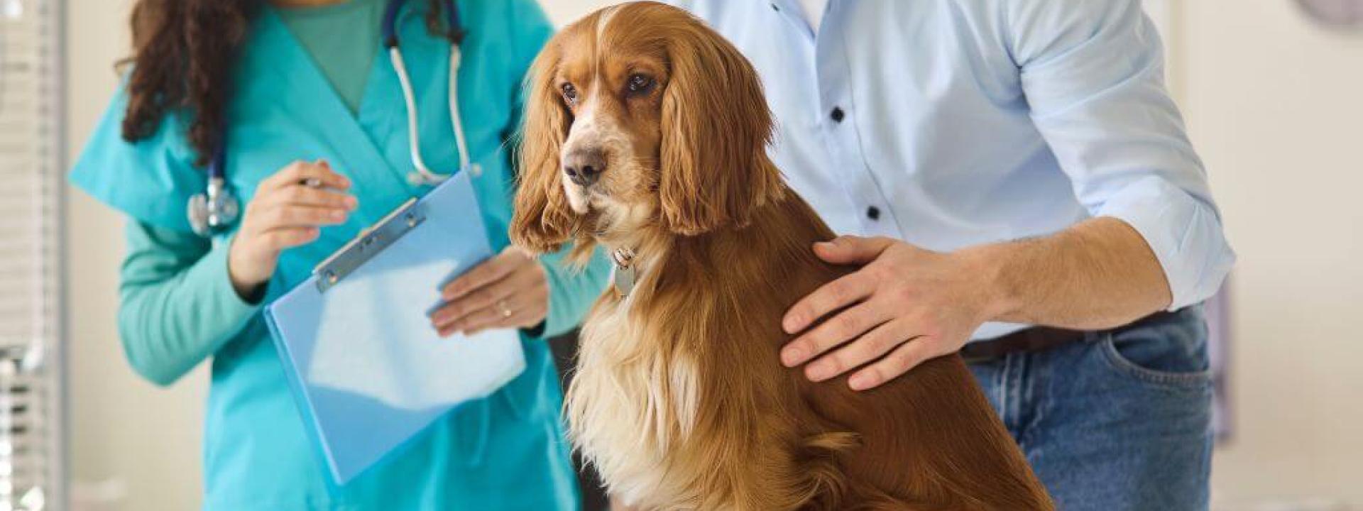 Cocker spaniel mix at yearly veterinary exam.