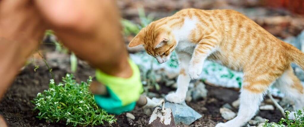 Summer Plants That Can Be Toxic to Dogs and Cats 