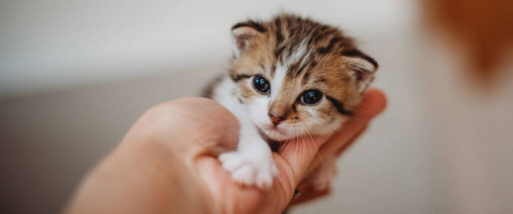 Kitten Development & Growth Milestones: What to Expect in Your Cat’s First Few Weeks of Life