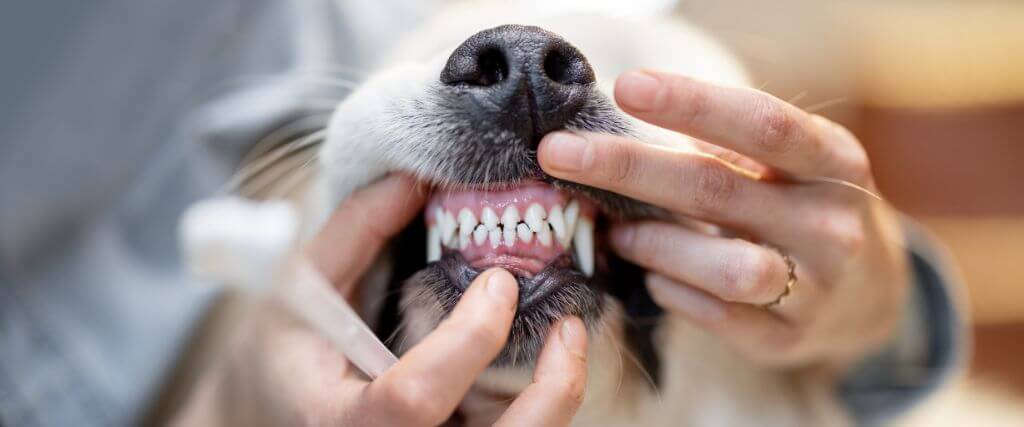 Golden Retriever mouth open during dental exam at veterinarian.