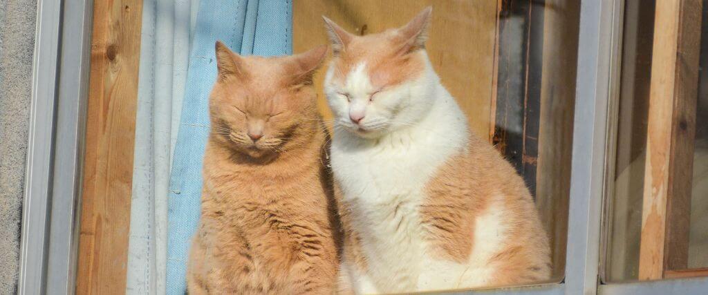 Tips for Introducing Cats to One Another
