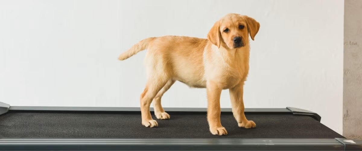 Dog on treadmill, dog weight loss new year's resolution